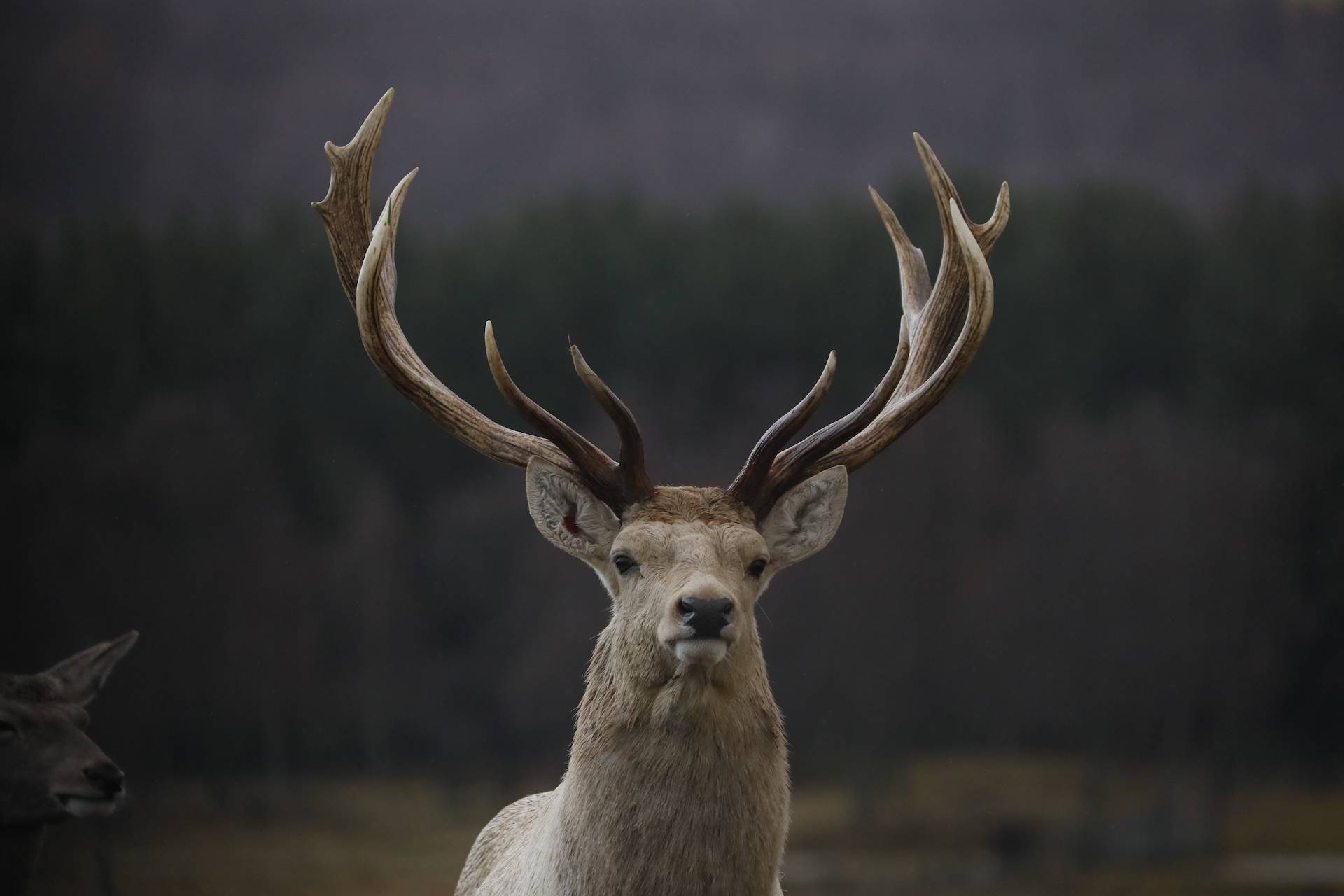 Highland Red Deer Stag